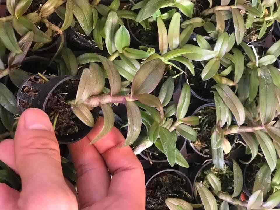 Phi điệp xước giống cây cực đẹp