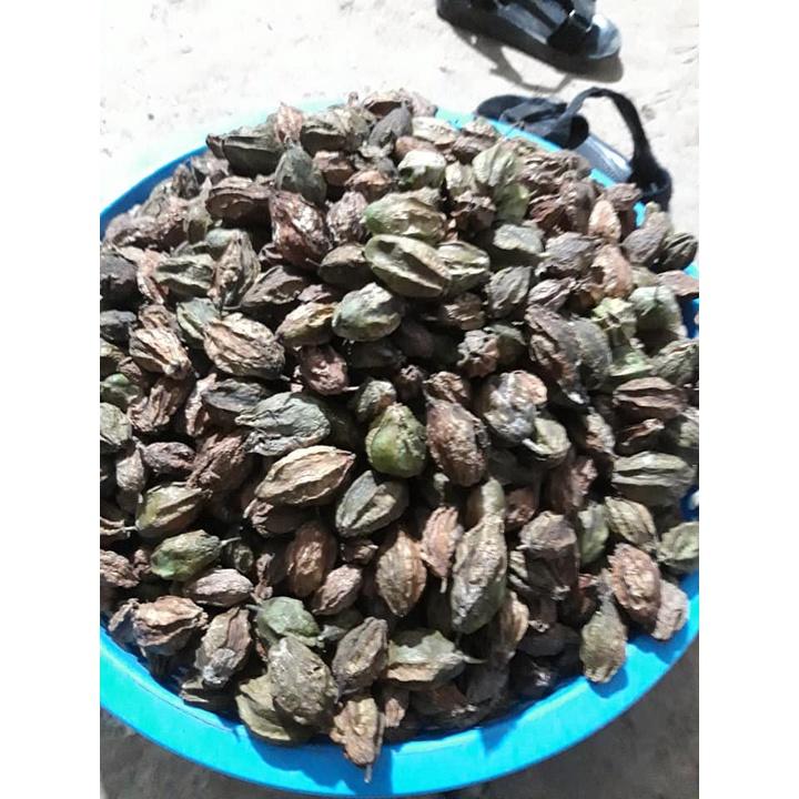 1 kg Hạt giống lộc vừng hoa đỏ