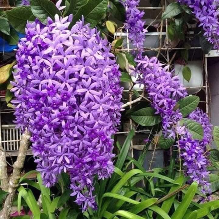 Cây hoa mai xanh Thái Lan hoa quanh năm