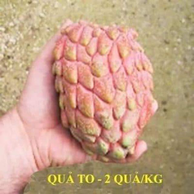 CÂY GIỐNG NA ĐỎ CAO SẢN