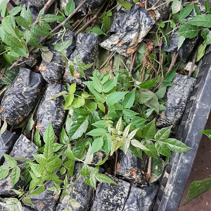 Cây giống Chè dây chuẩn
