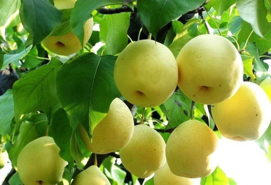 Cây giống lê nâu, lê vàng