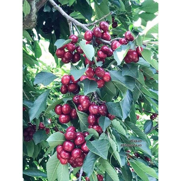 cây giống cherry anh đào mỹ ra quả quanh năm- cây giống nhập khẩu