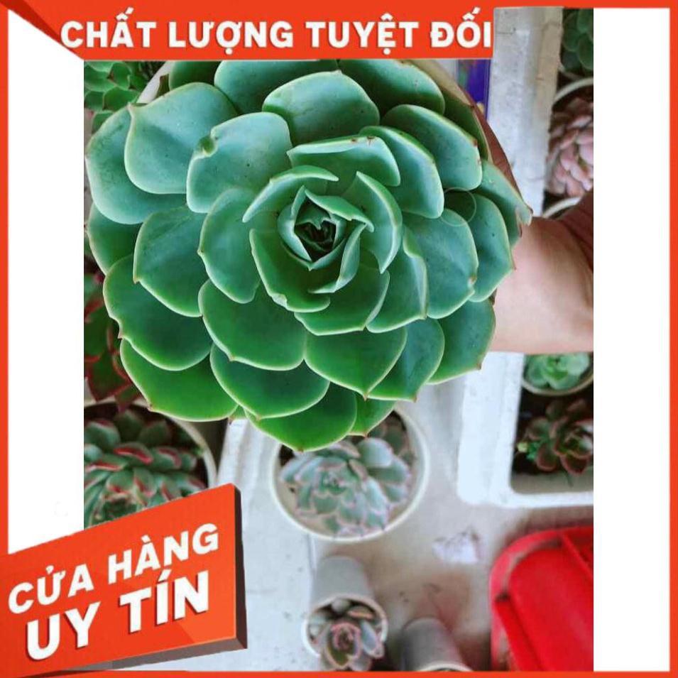 Sen đá xanh đất Nhiều Người Mua