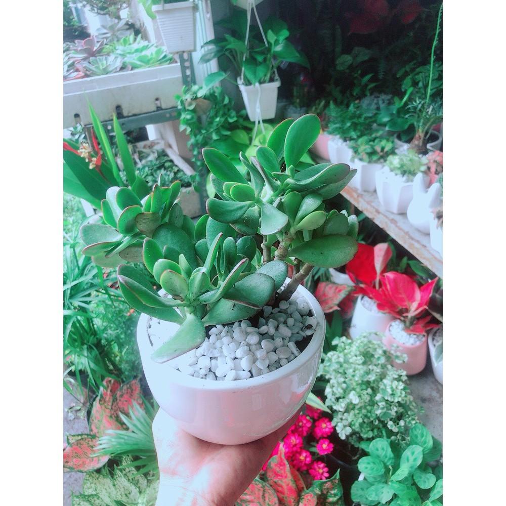 Chậu Cây Ngọc Bích