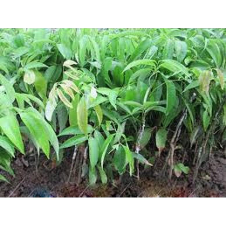 Cây giống vải không hạt chuẩn giống