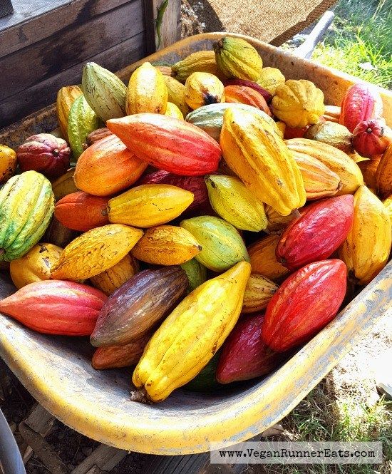 Hình ảnh BỘT CACAO CRIOLLO HỮU CƠ PERU (GÓI 200 G) NGUỒN THIÊN NHIÊN