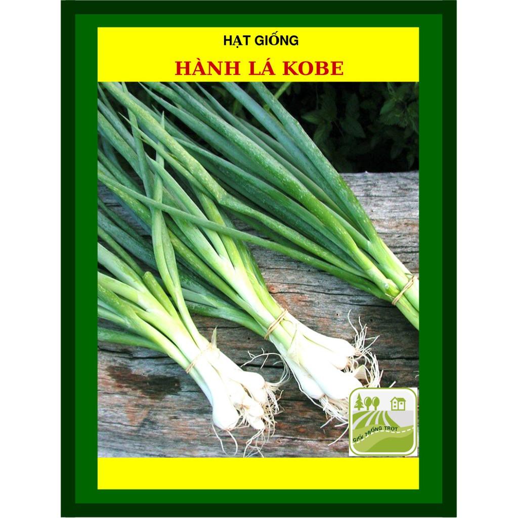 10 gram Hạt Giống Hành Lá Kobe Cây Cứng, Dày, Thơm
