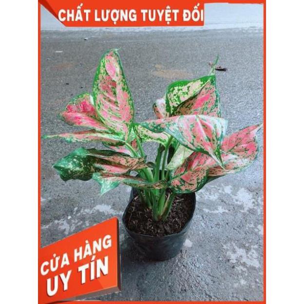 Cây Vạn Lộc