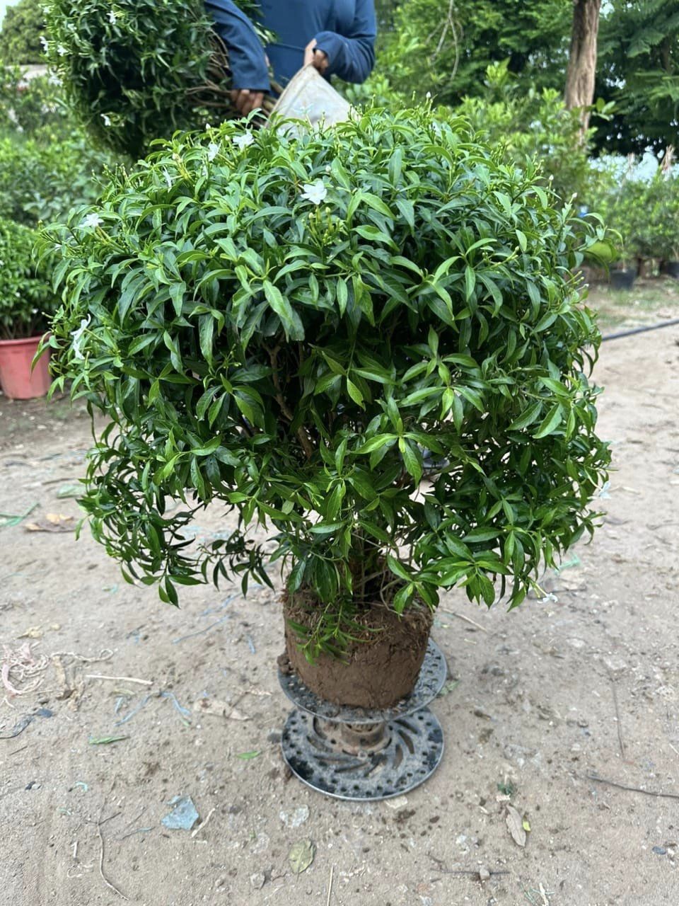Cây hoa mai vạn phúc