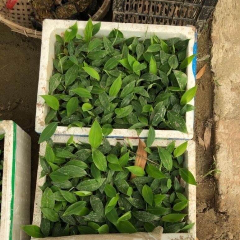 COMBO 3 CÂY CHUỐI TIÊU HỒNG CẤY MÔ cây giống thuần chủng F1