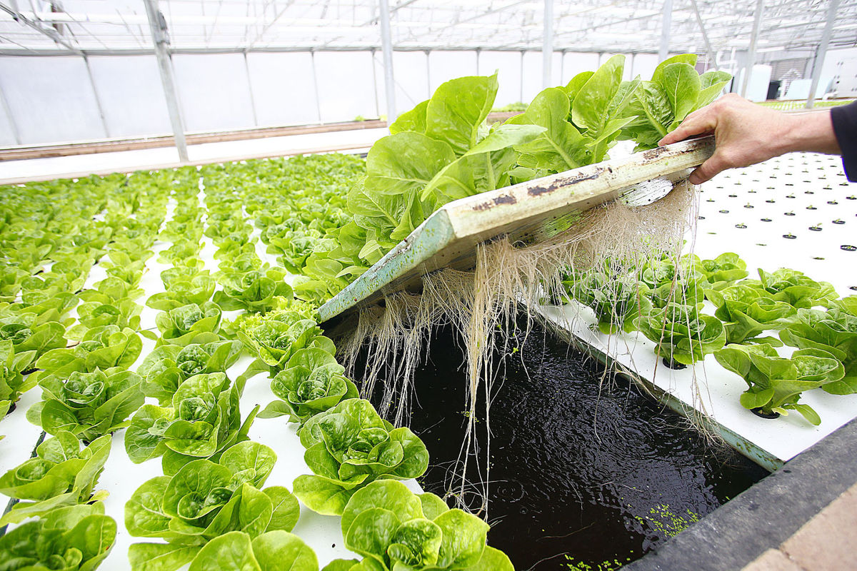 Hydroponic Suppliers Central Coast