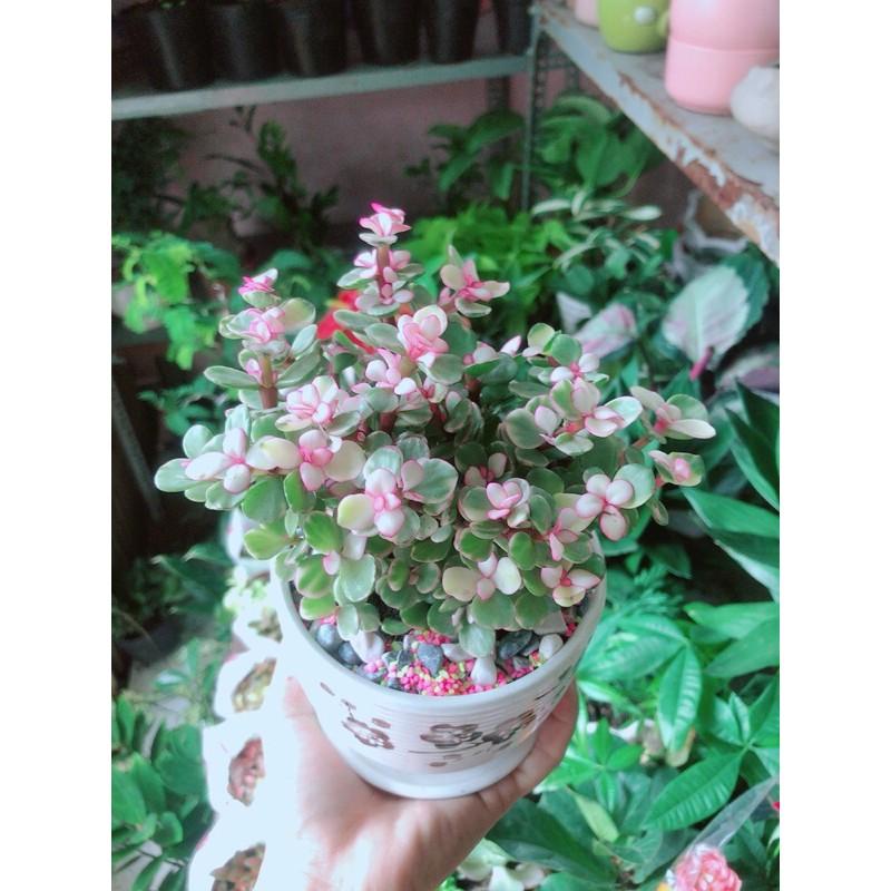 Chậu Cây Cành Vàng Lá Ngọc