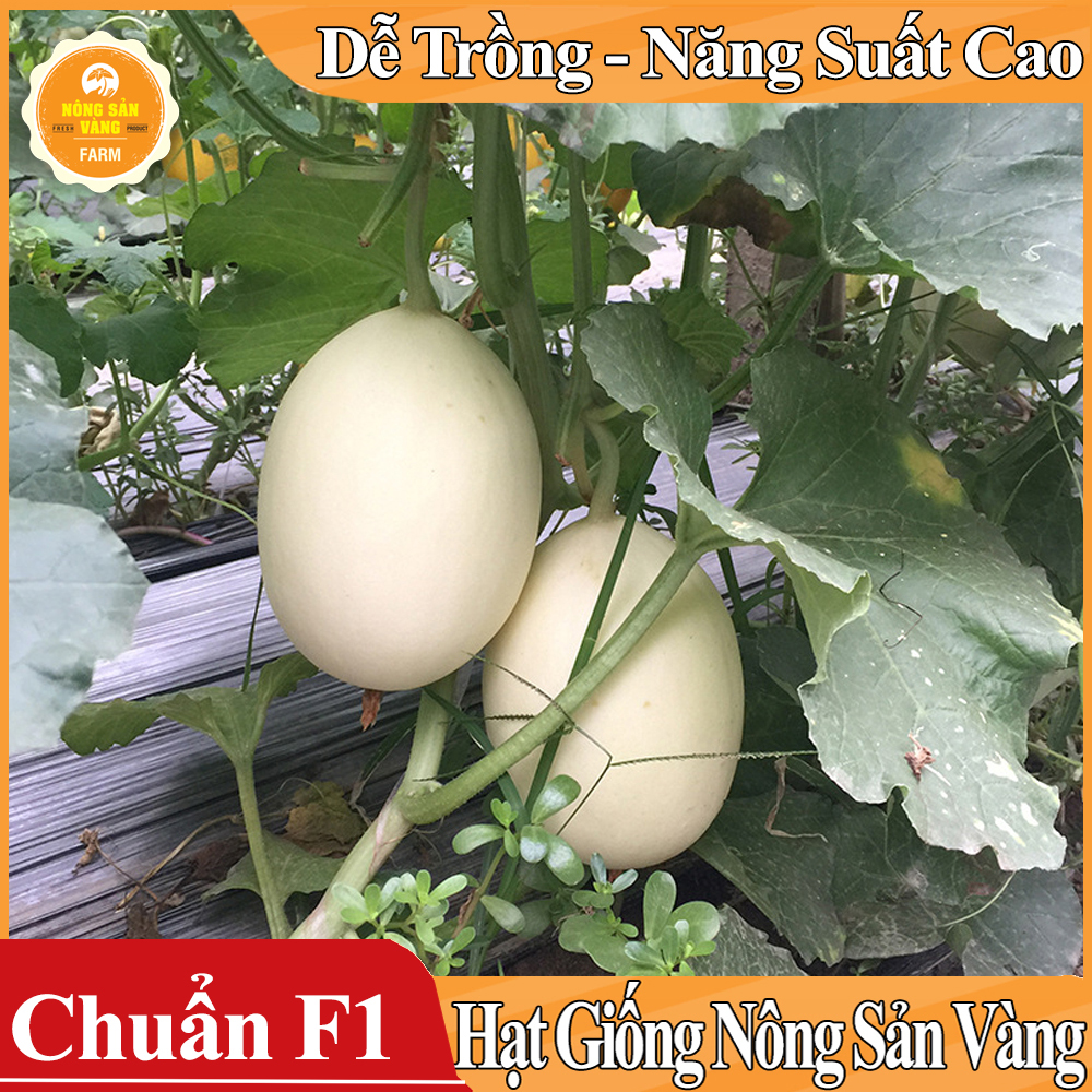 Hạt giống Dưa Lê Siêu Ngọt