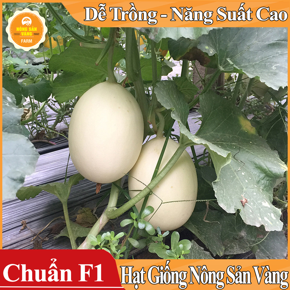 Hạt giống Dưa Lê Siêu Ngọt ( Gói 15 Hạt )