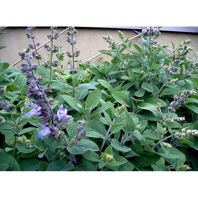 Gói 20  hạt giống Xô Thơm Sage
