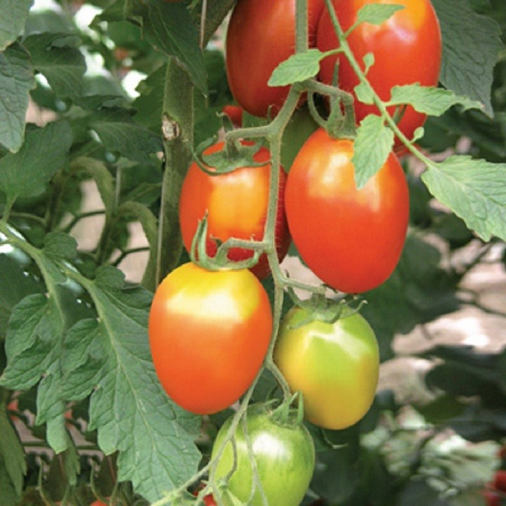 Hạt giống cà chua baby 3