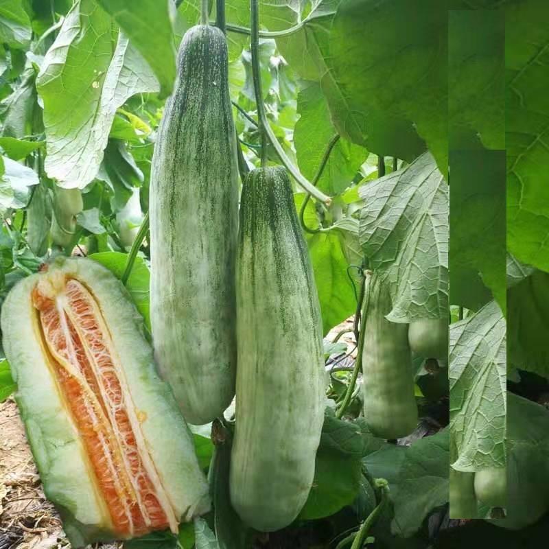 Hạt giống Dưa lê quả dài Yang Jiao Mi F1 - Dưa lê chuối 0.3gr/gói