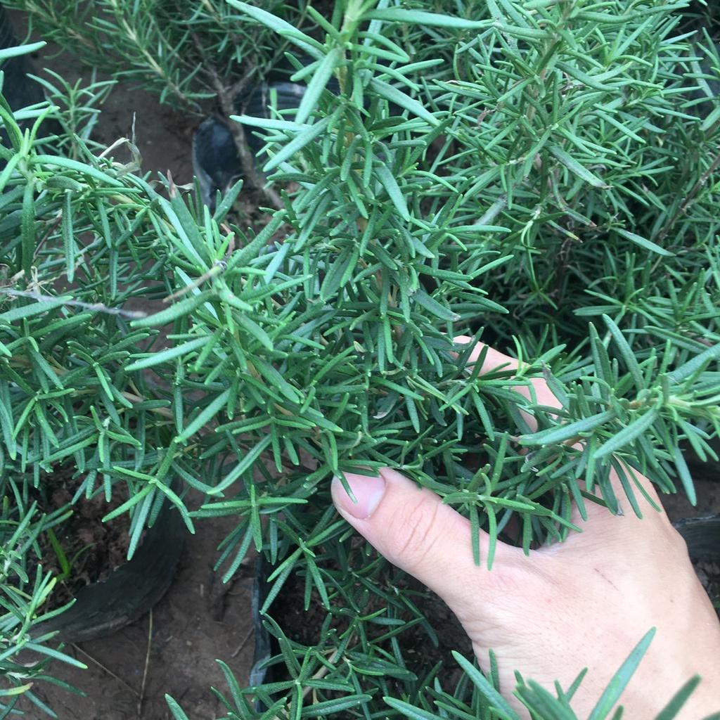 Cây Hương Thảo Rosemary Cao 30cm Toả Hương Dịu Nhẹ,Làm Gia Vị,Đuổi Muỗi