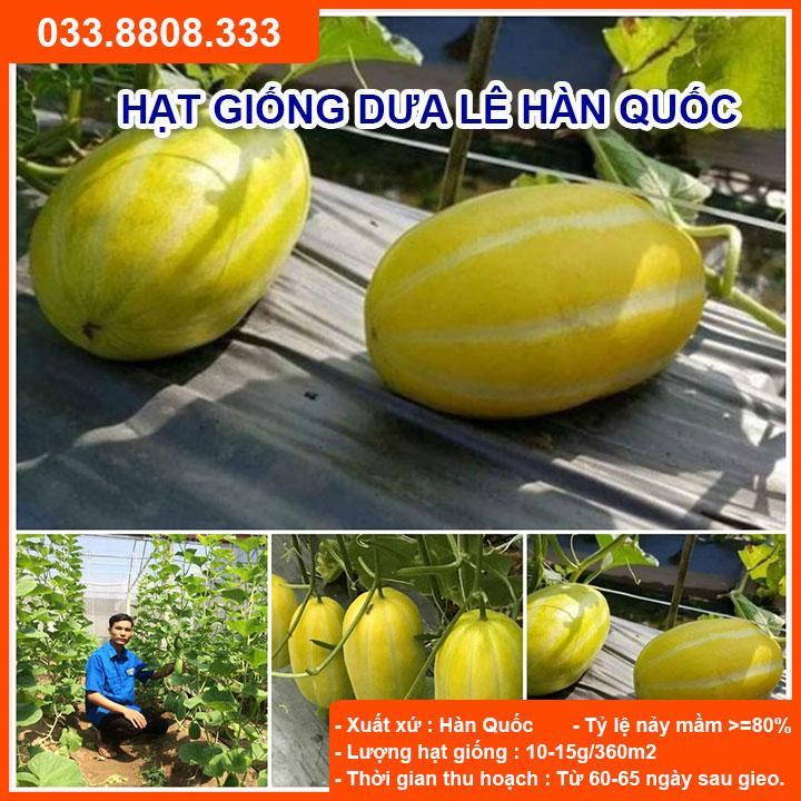 HẠT GIỐNG DƯA LÊ HÀN QUỐC - GIỐNG CHUẨN - GÓI 100 HẠT