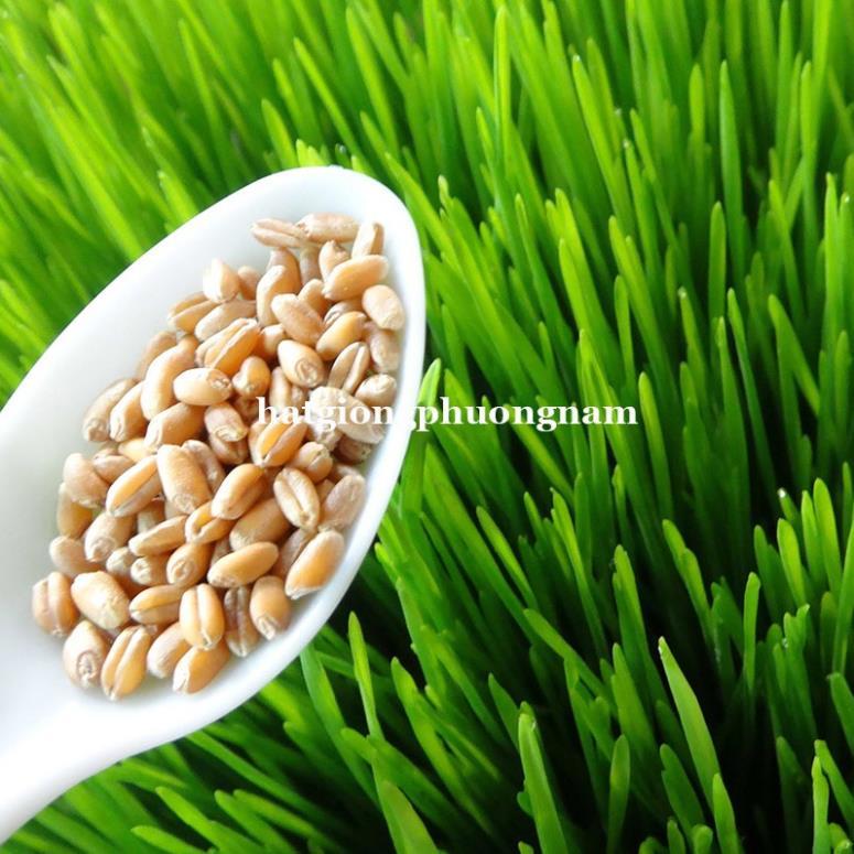 100GR - HẠT GIỐNG CỎ LÚA MÌ(LÚA MẠCH) - CỎ MÈO