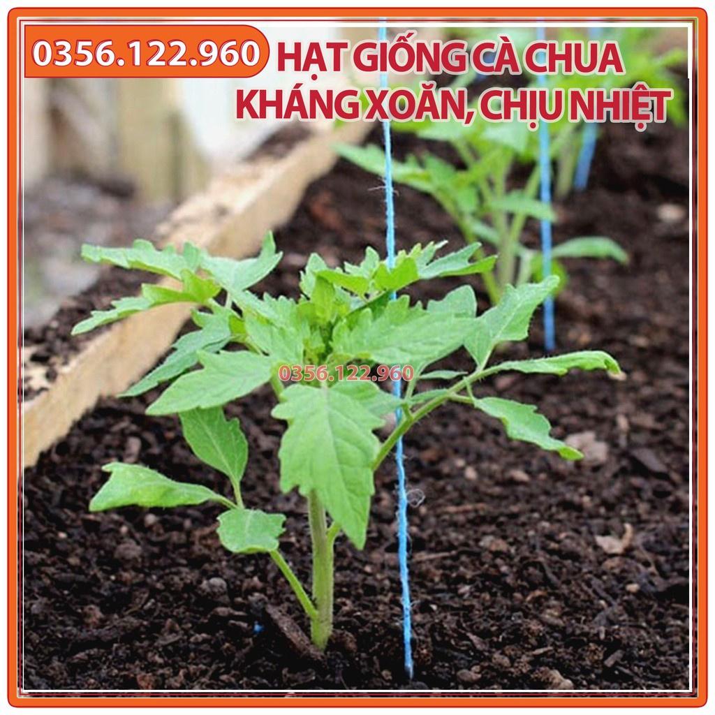 Hạt giống Cà Chua kháng xoăn chịu nhiệt, năng suất, chất lượng - gói 0,3g