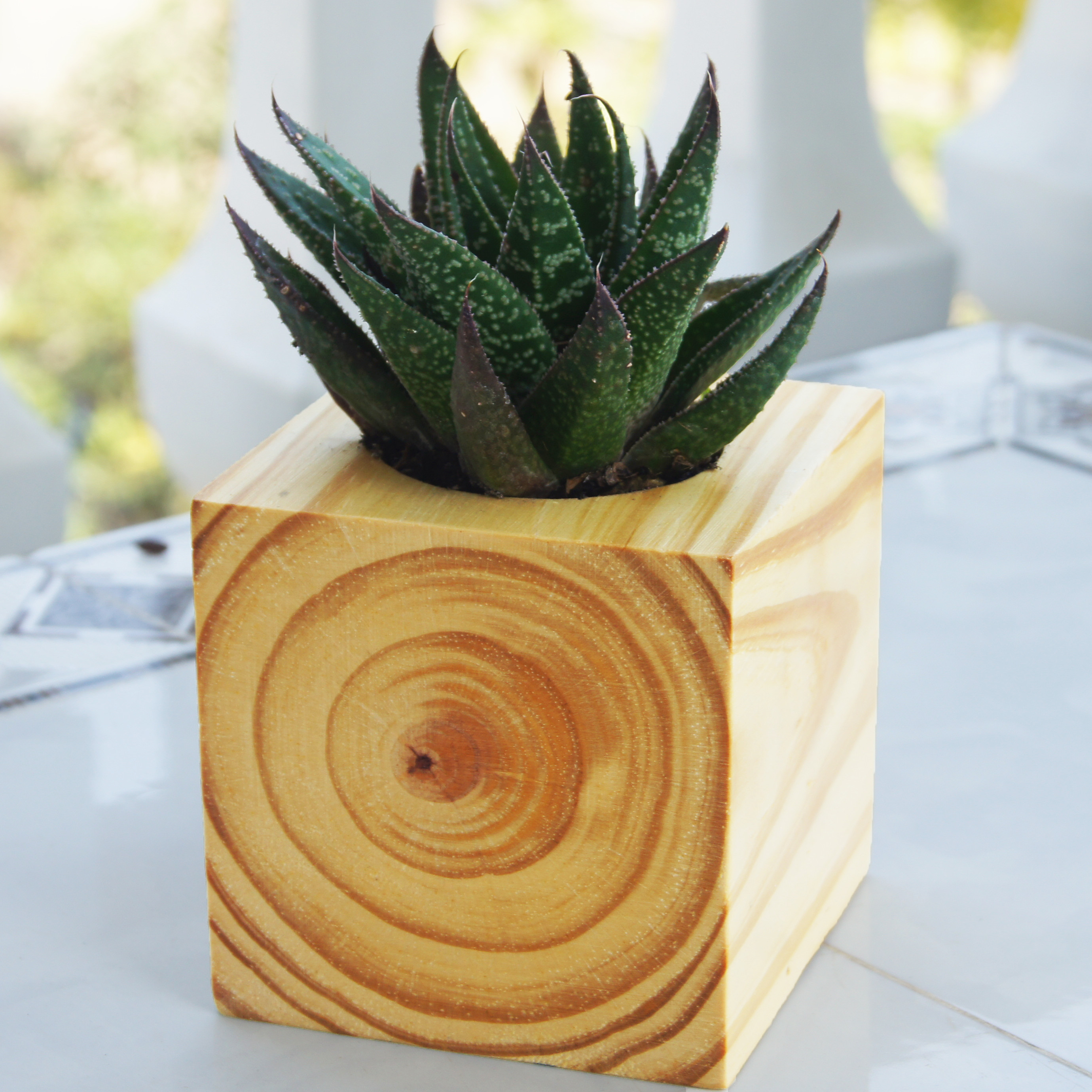 Chậu Trồng Cây Bằng Gỗ Nguyên Khối Hình Vuông - Kích thước: 9x9cm
