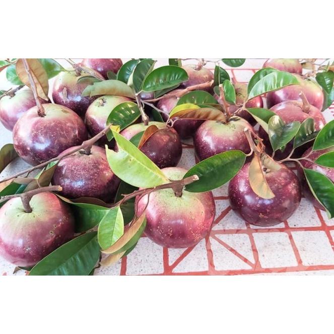 CÂY GIỐNG Vú sữa Lò Rèn