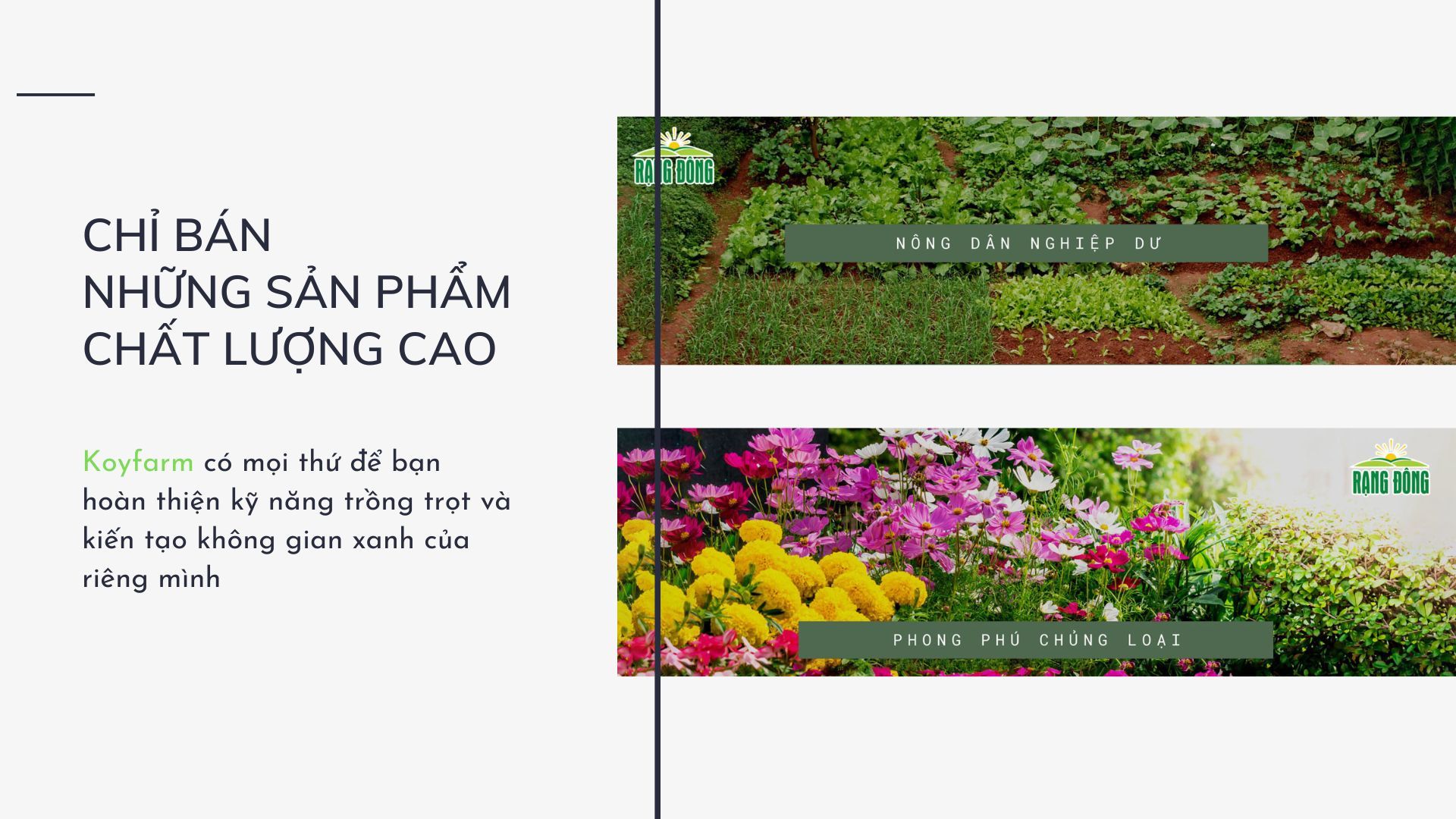 Hạt giống cây hương nhu tía - 1 gói 0.2gram