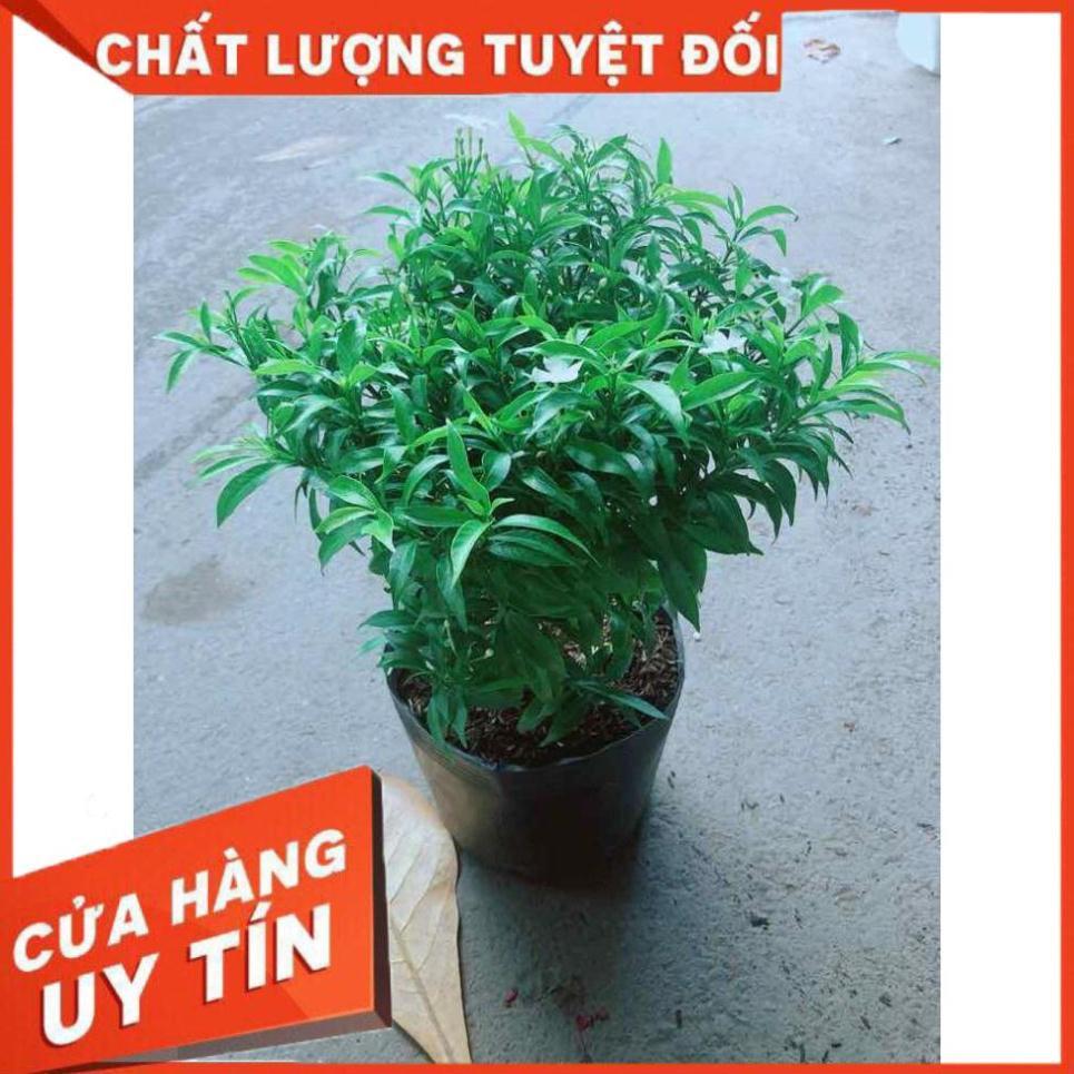 Hoa Chỉ Thiên Nhiều Người Mua