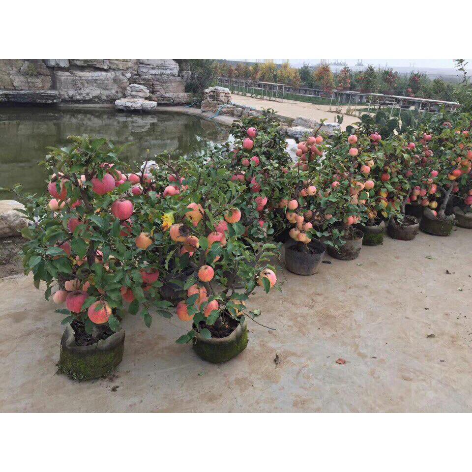 Hạt giống Cây Táo Đỏ Lùn