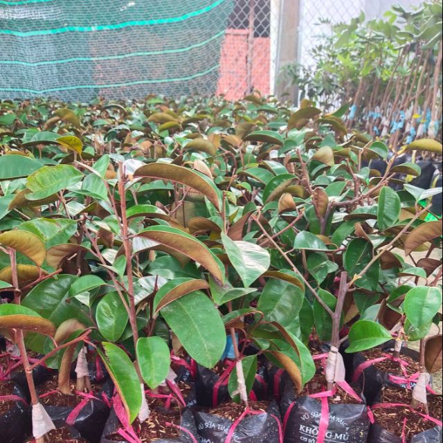 CÂY GIỐNG VÚ SỮA MICA