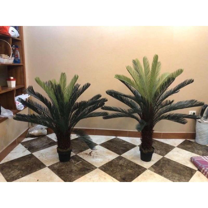 Cây vạn tuế giả cao 110cm