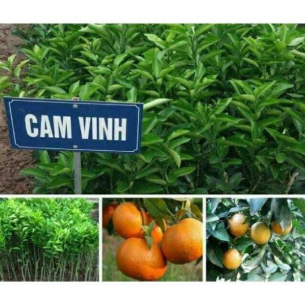 Cây Giống Cam Vinh