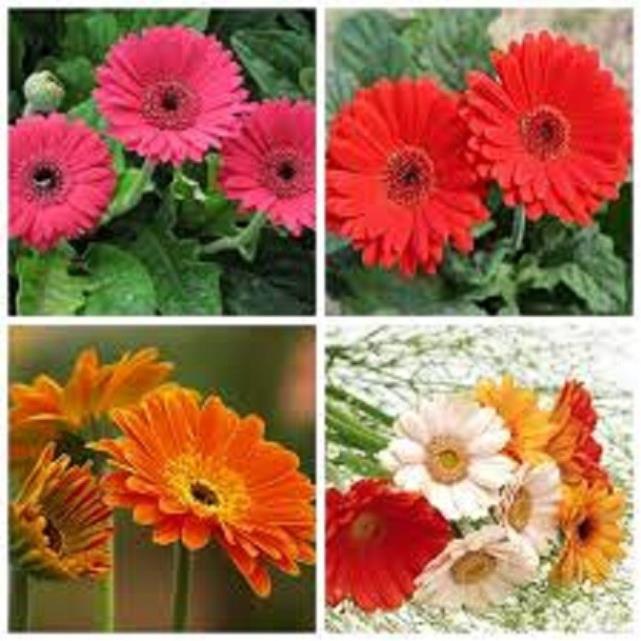 COMBO 2 CÂY GIỐNG HOA ĐỒNG TIỀN CỔ CÁNH KÉP ĐỦ MÀU