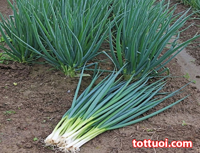 Hạt giống Hành Lá, Dễ Trồng, Thiết Yếu Cho Mỗi Bữa Cơm Gia Đình - Nông Sản Vàng