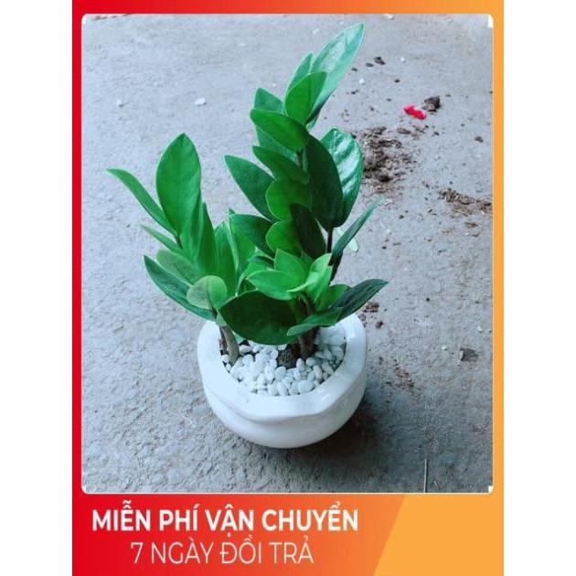 Chậu Kim Tiền Thái