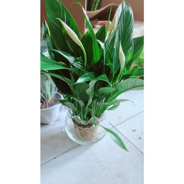 Chậu Cây Lan Ý Thủy Sinh