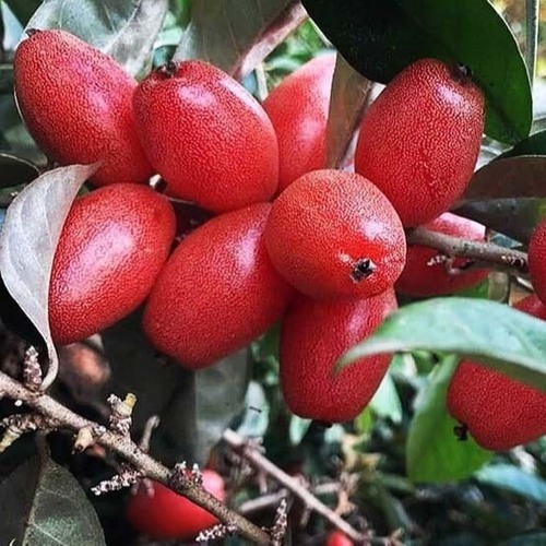 Cây nhót ngọt