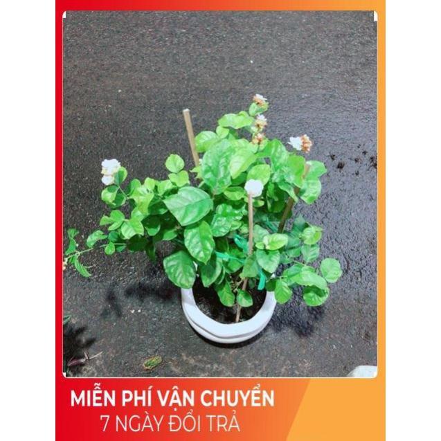 Chậu Hoa Nhài Thơm