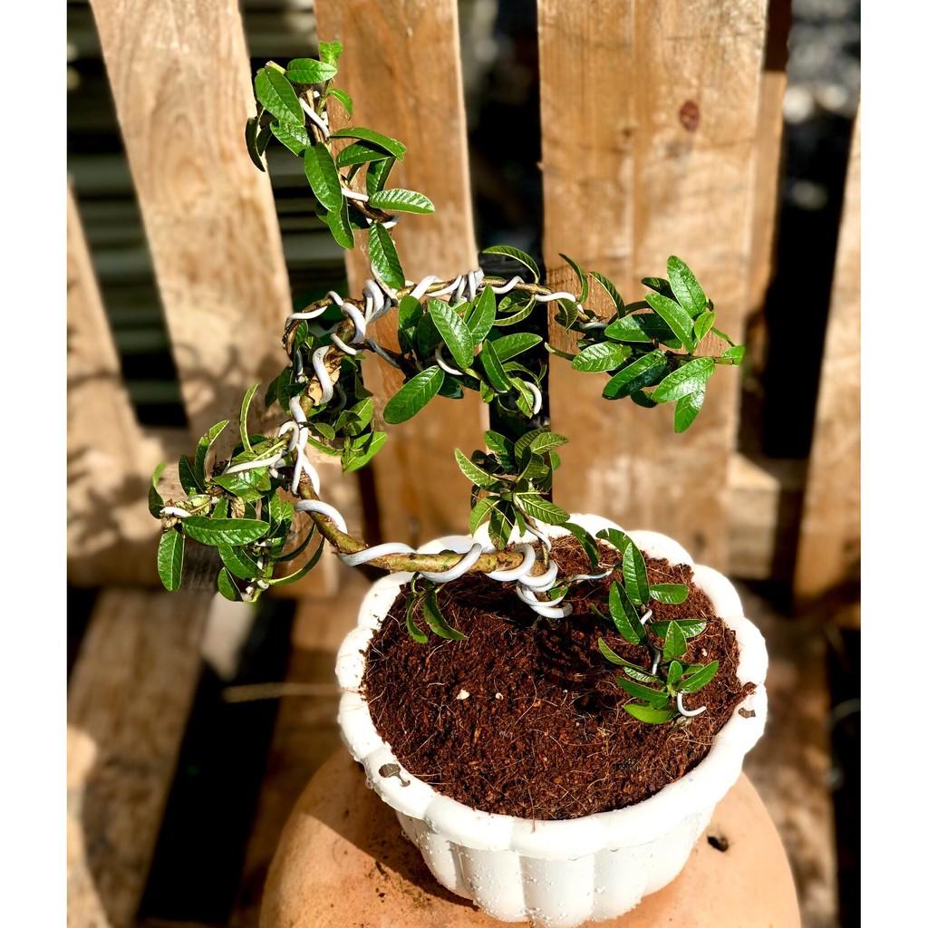 Chậu Bonsai cây ổi sẽ