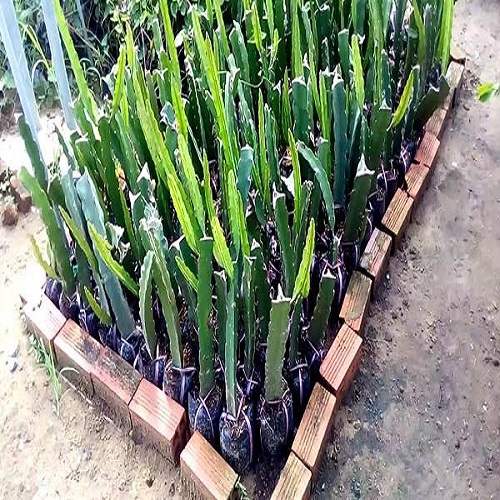 COMBO 10 CÂY GIỐNG CÂY THANH LONG VỎ ĐỎ RUỘT TRẮNG MỌNG