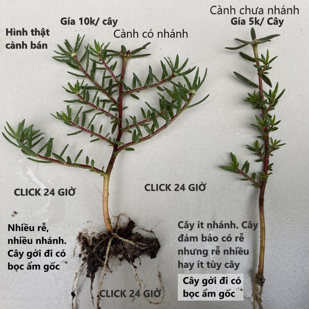 10 Cành Giống Hoa Mười Giờ Bonsai Loại Chuyên Nuôi Gốc To Để Làm BonSai Trồng Được Lâu Năm Hoa Nở Cả Ngày Giống Chuẩn