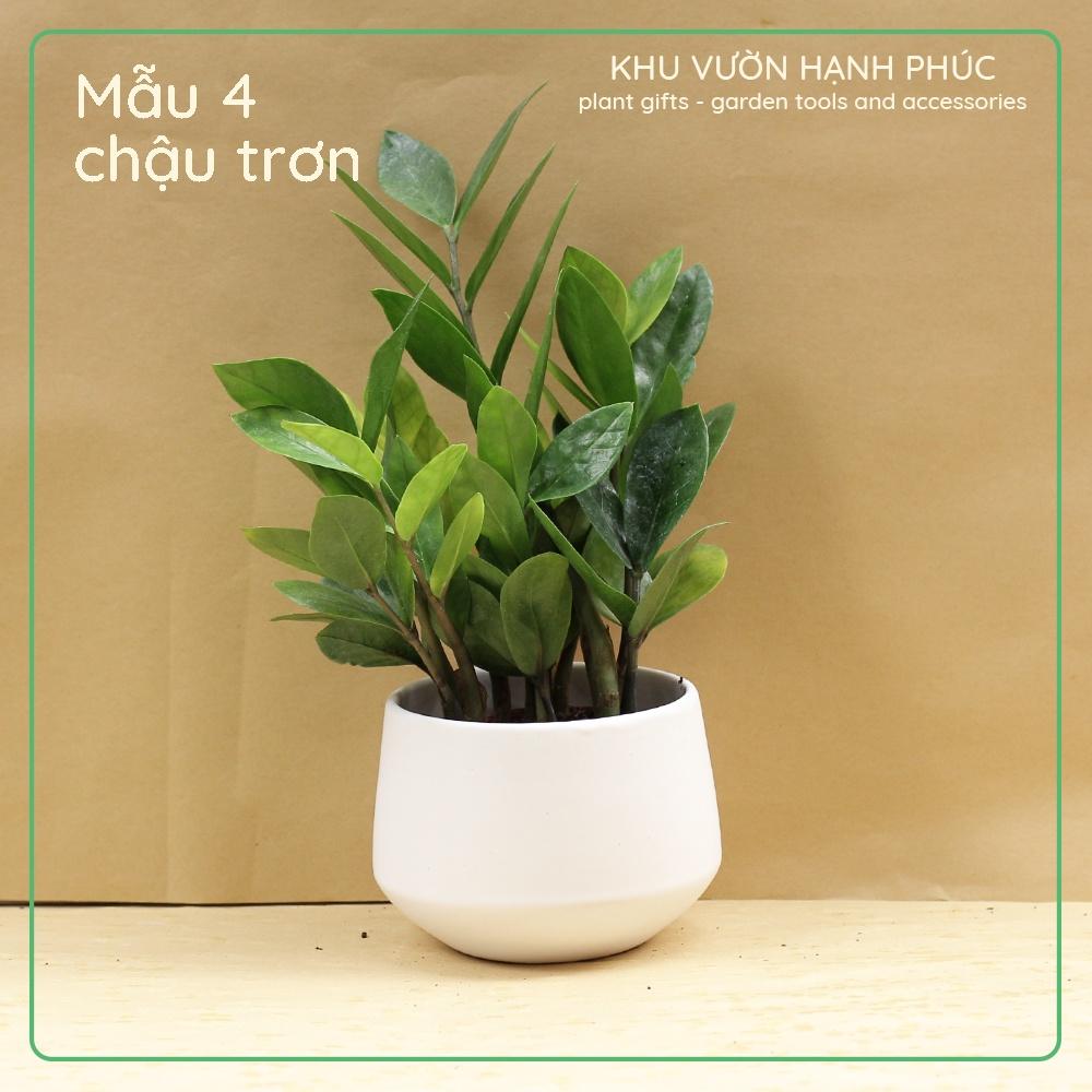 Cây Kim Tiền - Kim Phát Tài, cây để bàn văn phòng, may mắn, tài lộc (cây kèm chậu tráng men)