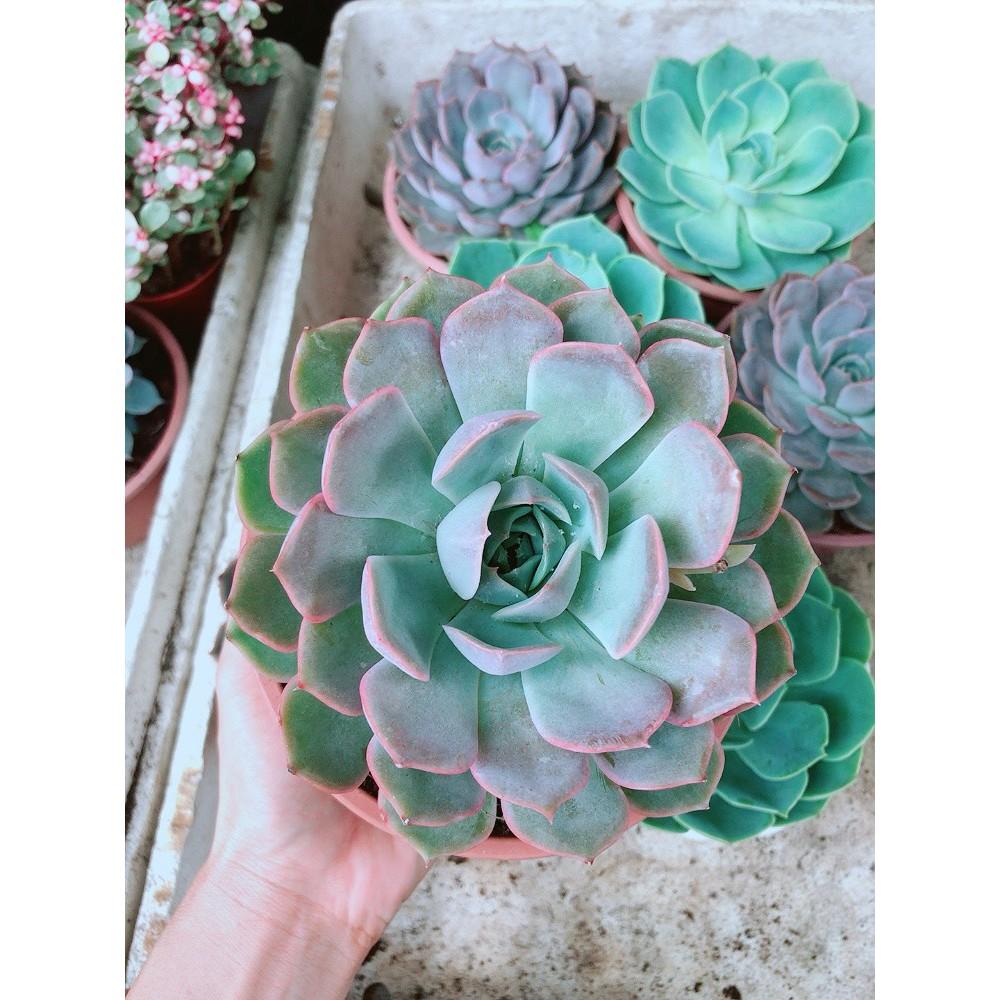 Sen Đá Tím Cánh Cứng Size Đại