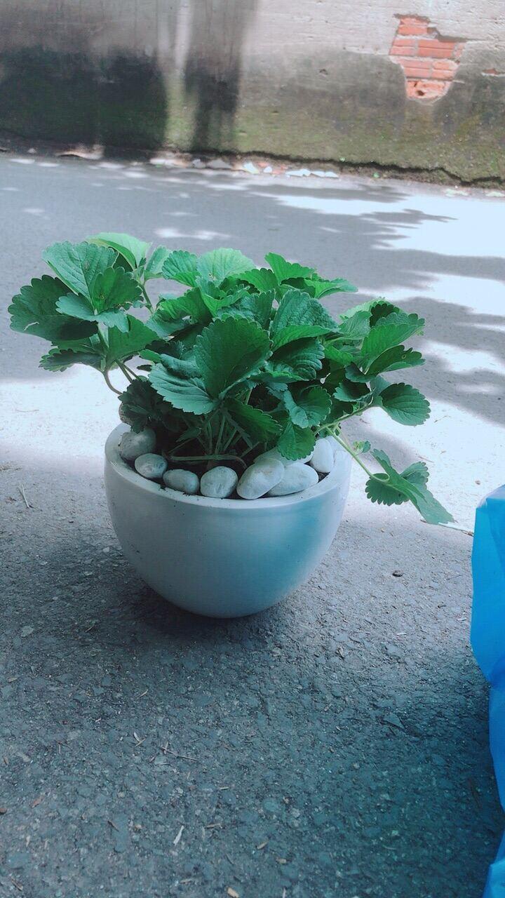 Chậu Cây Dâu Tây