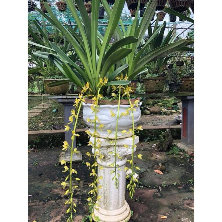 CHẬU LAN KIẾM XANH THÁI LAN , MẶT HOA ĐỘT BIẾN, BẢO HÀNH MẶT HOA THEO YÊU CẦU