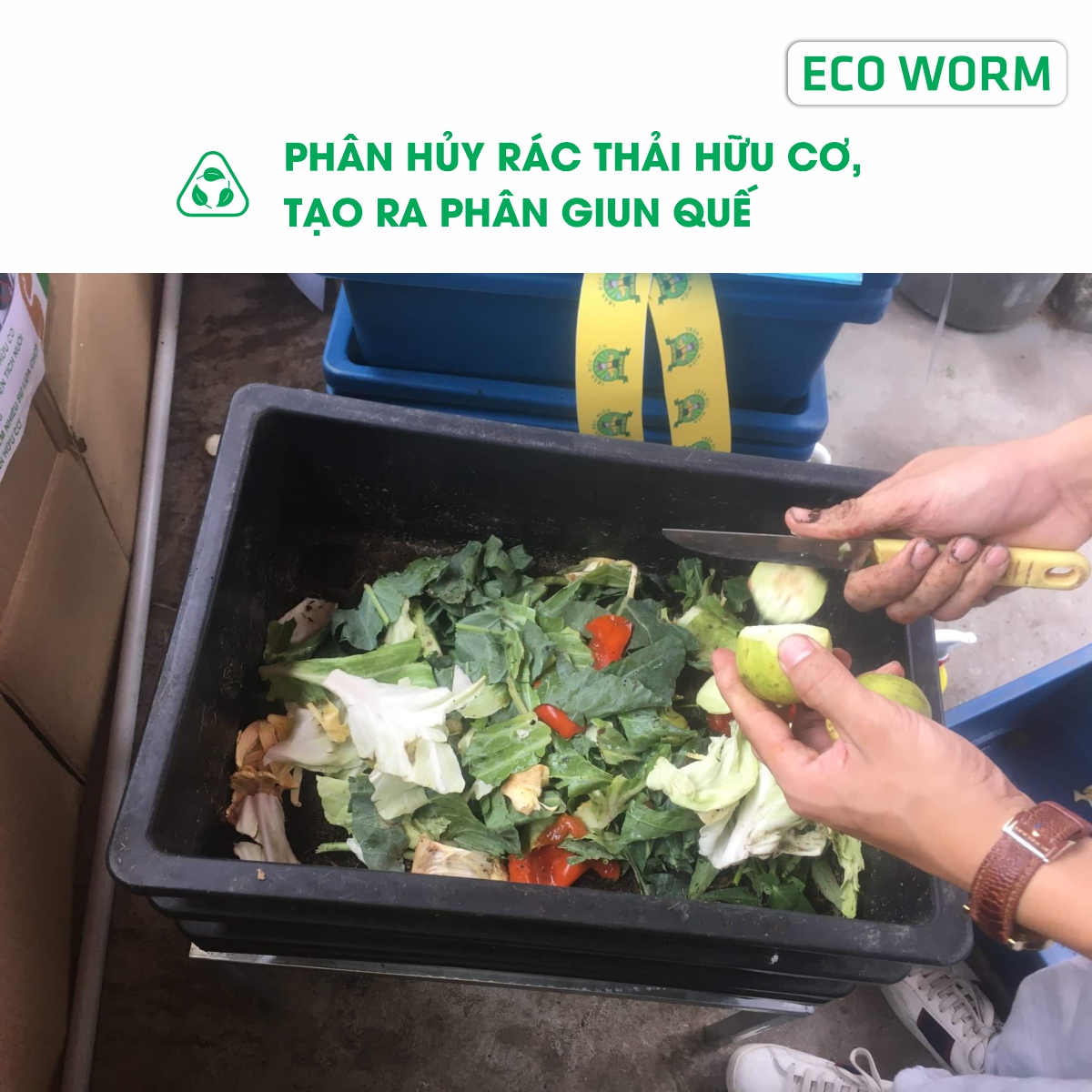 GIUN TRÙN QUẾ GIỐNG Eisenia Fetida : cao cấp, chuyên xử lý rác thải hữu cơ, mồi câu, thức ăn cho cá & gia súc...