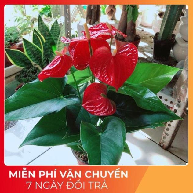 Cây Hồng Môn