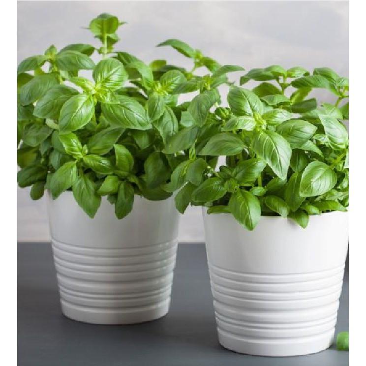 Hạt giống húng tây Húng tây – 1Gram/gói